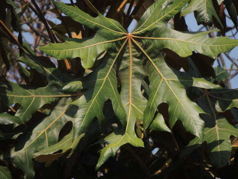 Oreopanax geminatus Marchal resmi