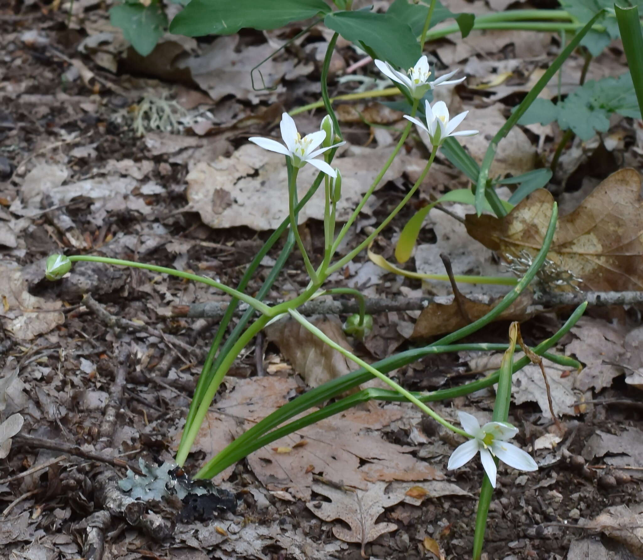 Image of Ornithogalum woronowii Krasch.