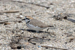 Image of Western snowy plover