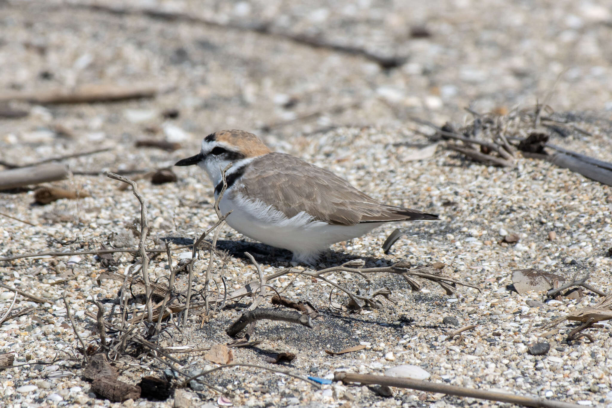 Image of Western snowy plover