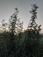 Image of giant sunflower