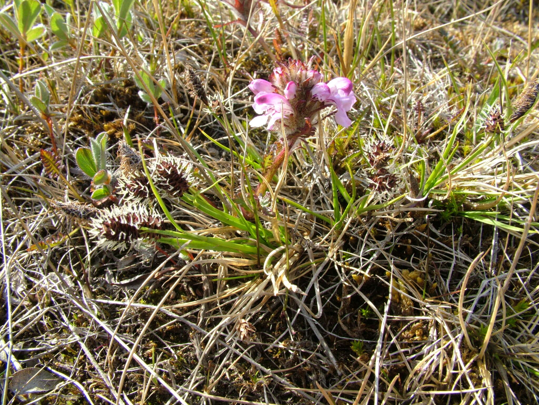 Image of Russet sedge