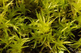 Image of dicranoweisia moss