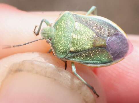 Image of Say's Stink Bug