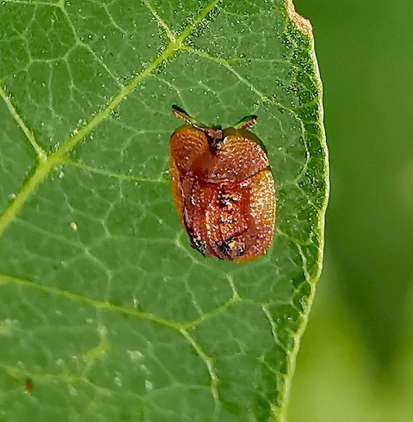 Image of Notosacantha rufa (Wagener 1881)