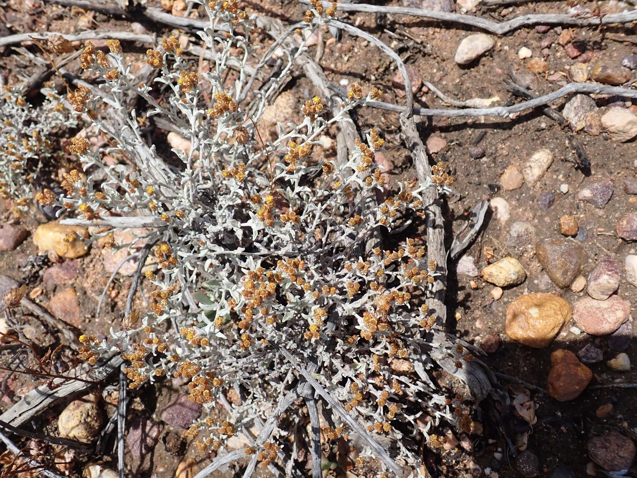 Слика од Helichrysum tinctum (Thunb.) Hilliard & Burtt