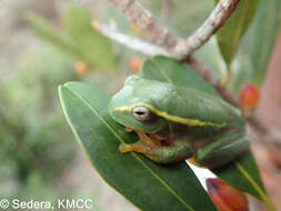 Plancia ëd Boophis occidentalis Glaw & Vences 1994