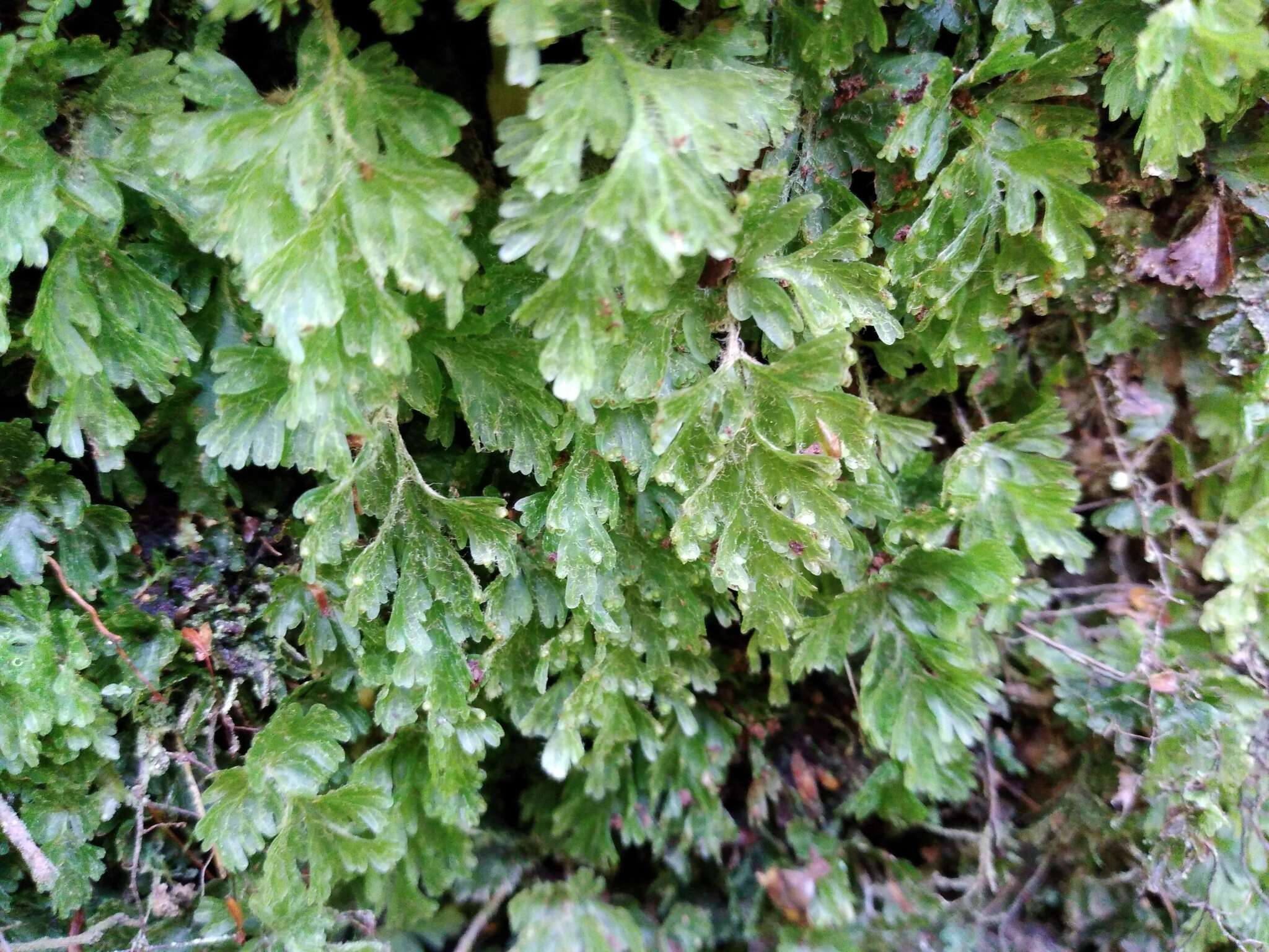 Plancia ëd Hymenophyllum rufescens Kirk