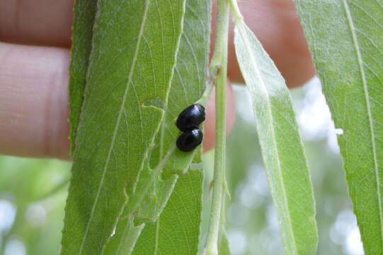 Image of willow leaf beetle