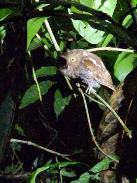 Image of Choco Screech Owl