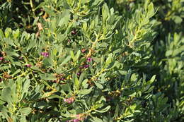 Myoporum insulare R. Br. resmi