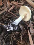 Image of Coker's Lavender Staining Amanita