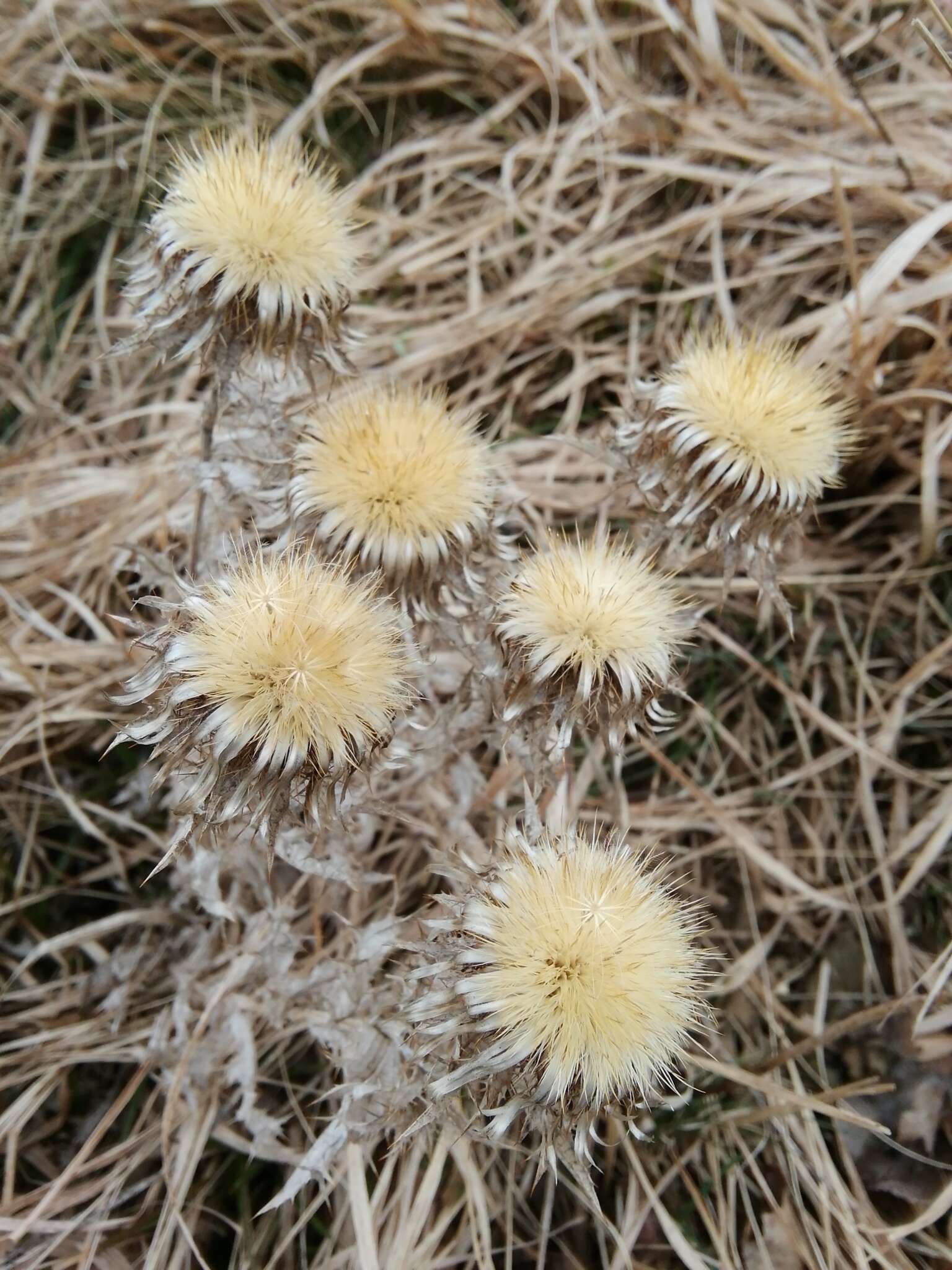 Image of carline thistle