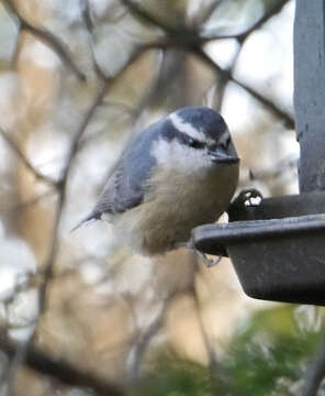 Imagem de Sitta canadensis Linnaeus 1766