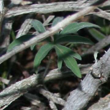 Image of Pelargonium violiflorum (Sweet) DC.