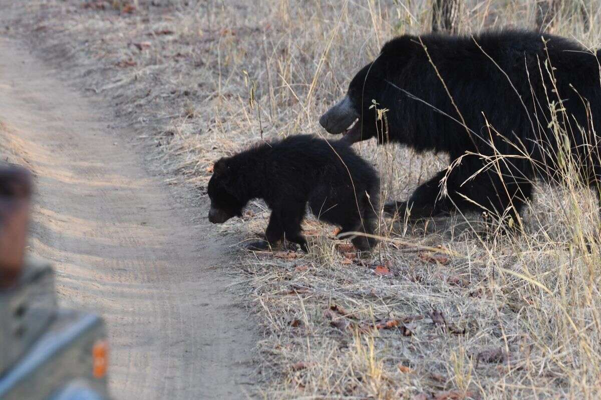 صورة Melursus ursinus ursinus (Shaw 1791)