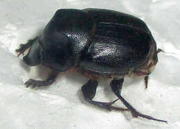 Слика од Onthophagus bayeri Balthasar 1942