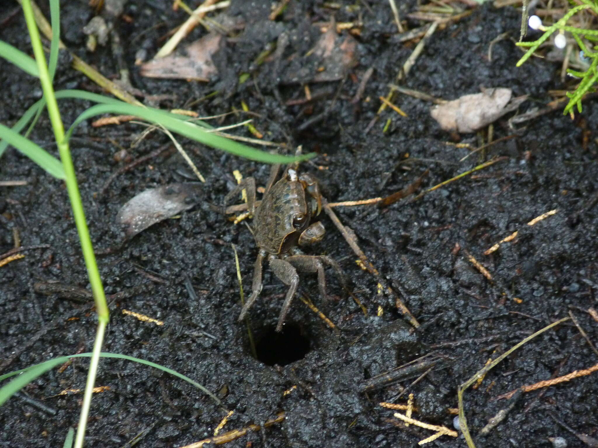 Image of Squareback Marsh Crab