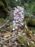 Image of Bulbophyllum occlusum Ridl.