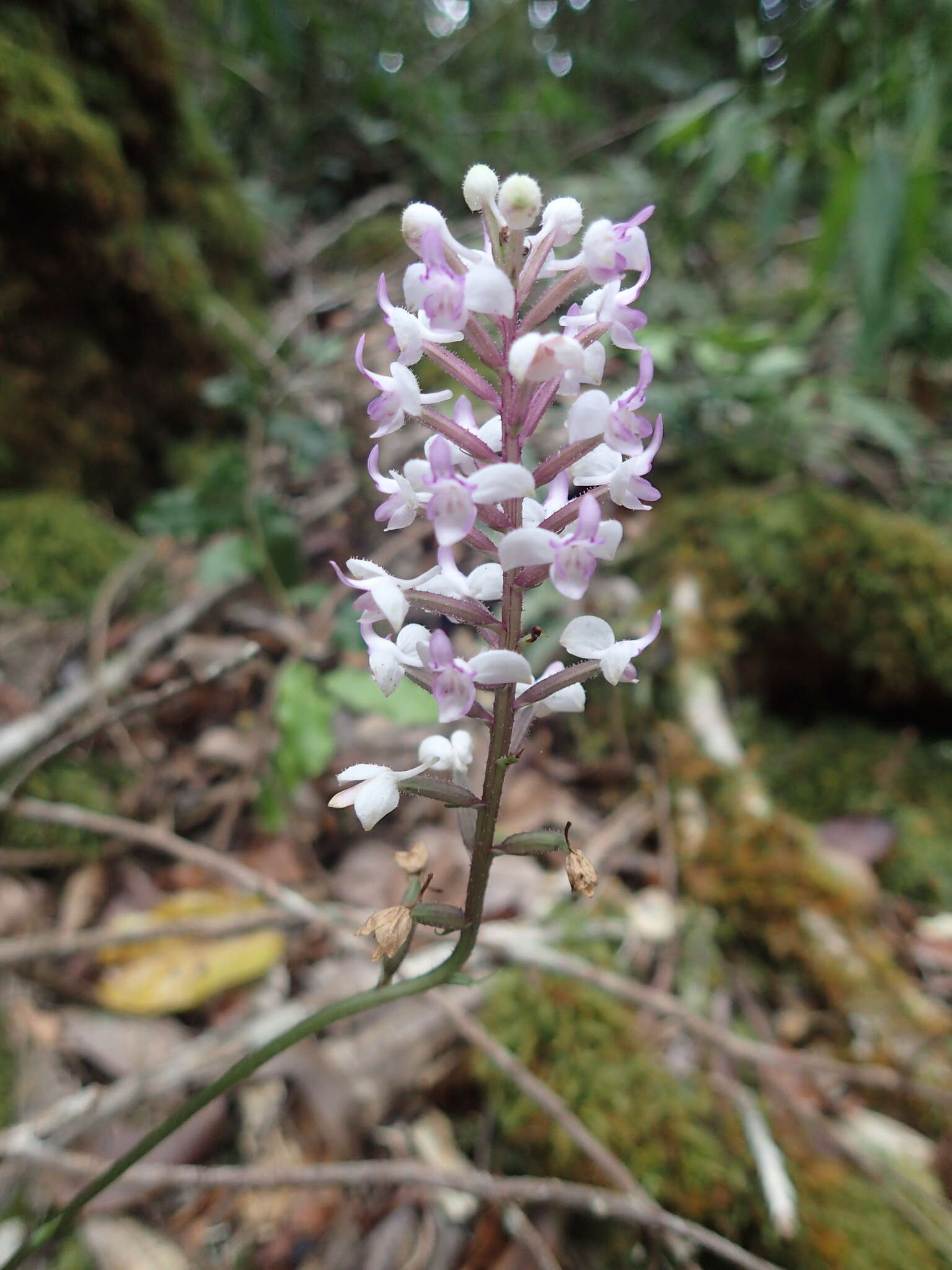 Image of Bulbophyllum occlusum Ridl.