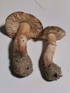 Image of Lepiota brunneolilacea Bon & Boiffard 1972