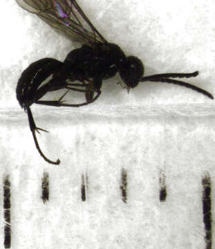 Image of Epipompilus insularis Kohl 1885