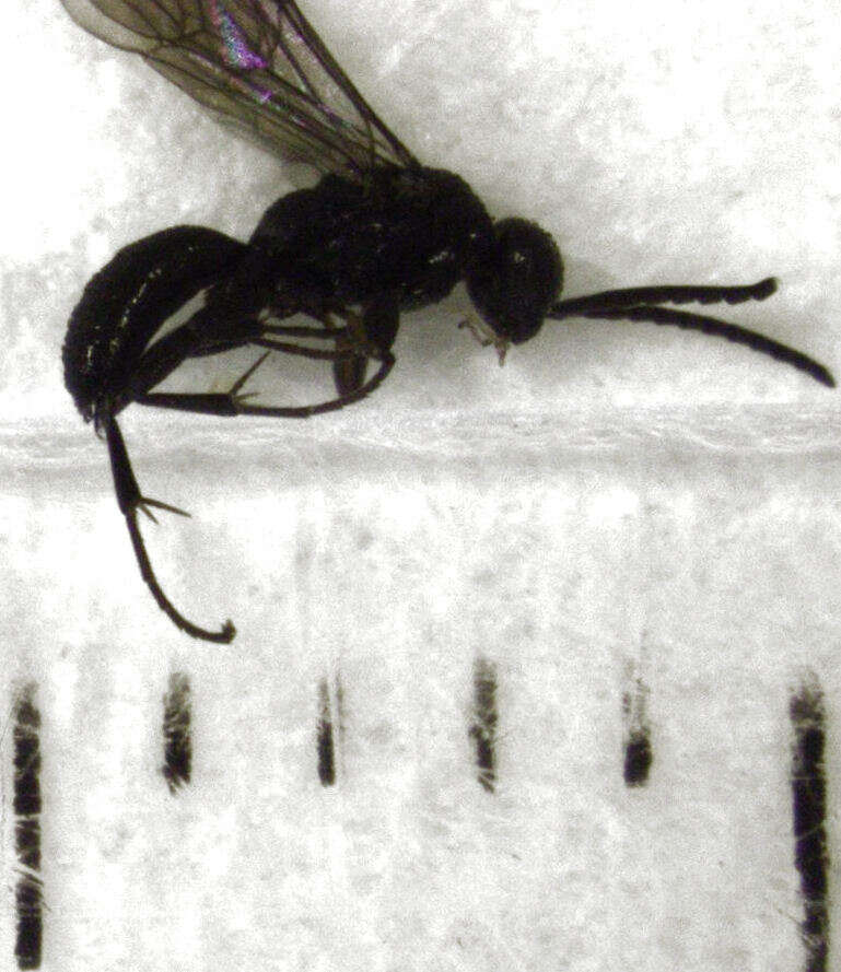 Image de Epipompilus insularis Kohl 1885