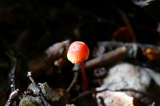 Image of Mycena ura Segedin 1991