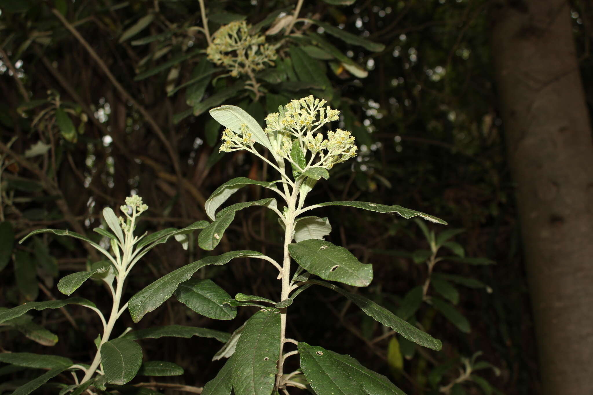 Image of Linochilus tenuifolius (Cuatrec.) Saldivia & O. M. Vargas