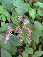 Imagem de Hydrangea densifolia (C. F. Wei) Y. De Smet & Granados