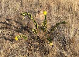 Image of Asclepias barjoniifolia Fourn.