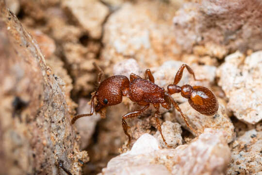 Image of Pogonomyrmex pima Wheeler 1909