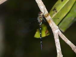 Image of Green-striped Darner