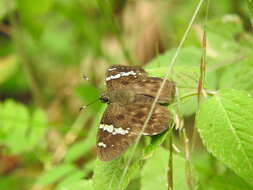 Celaenorrhinus stallingsi Freeman 1946 resmi