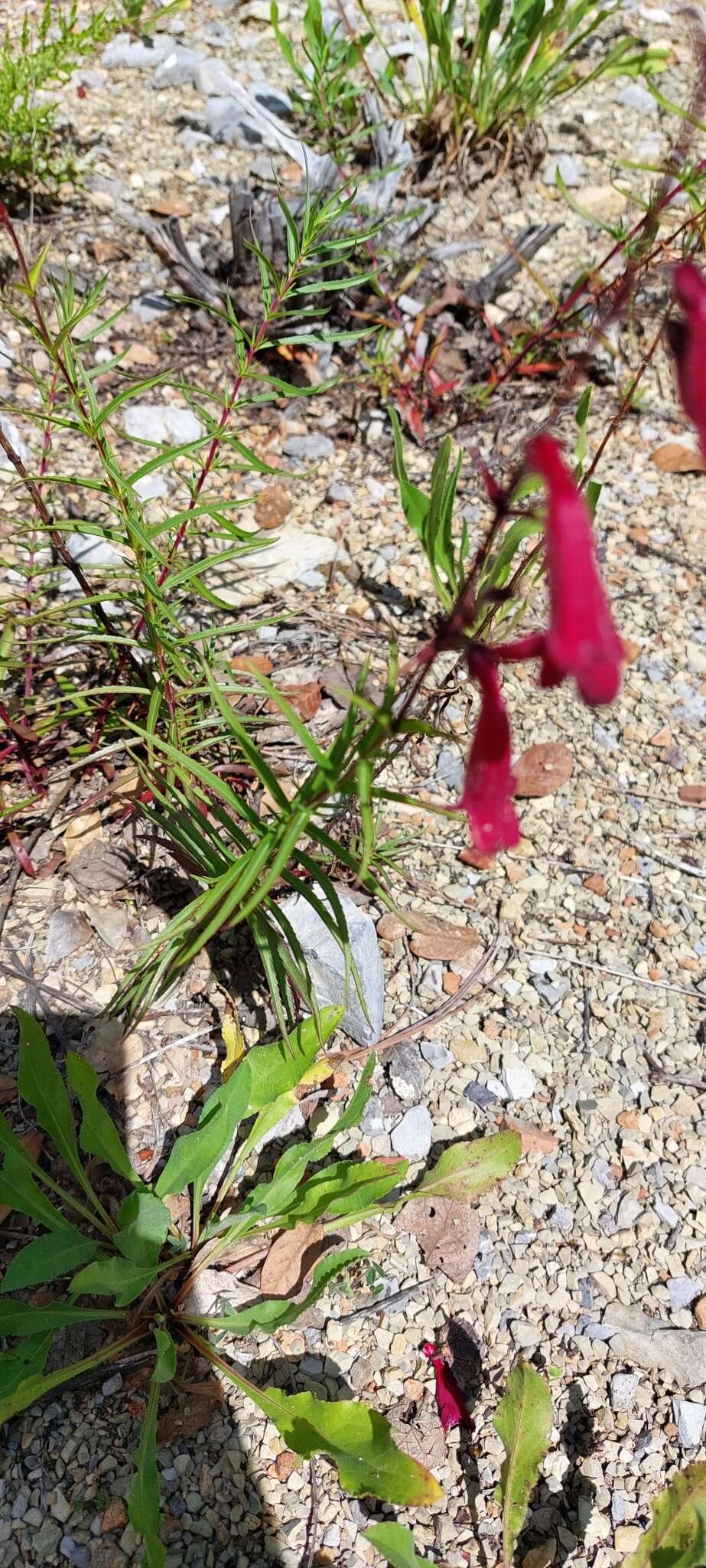 Image of Penstemon lanceolatus Benth.