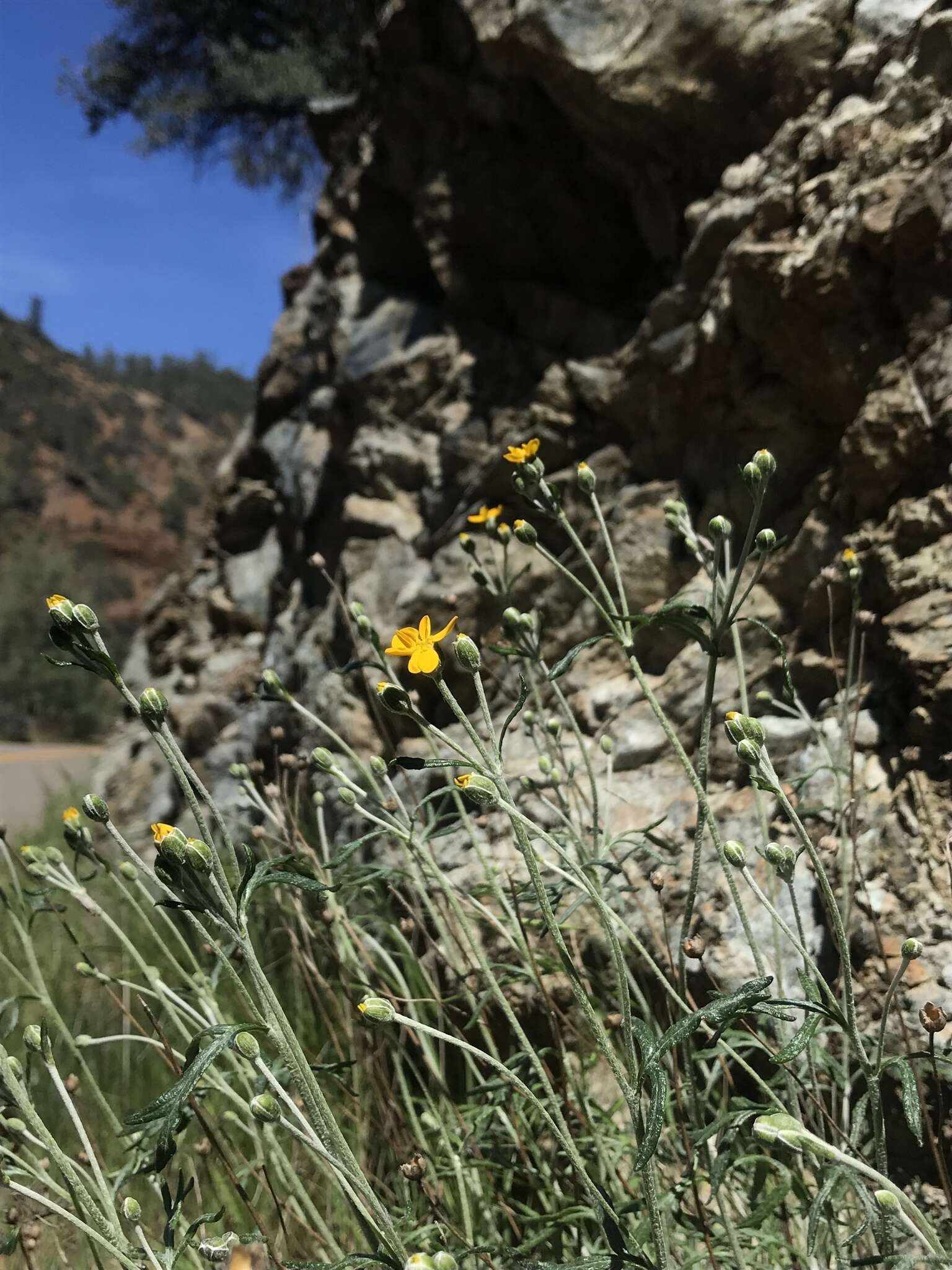 Image of Jepson's woolly sunflower