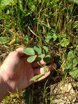 Image of Edwards Plateau hoarypea