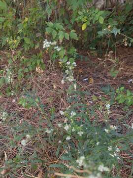 Image of grassleaf pepperweed