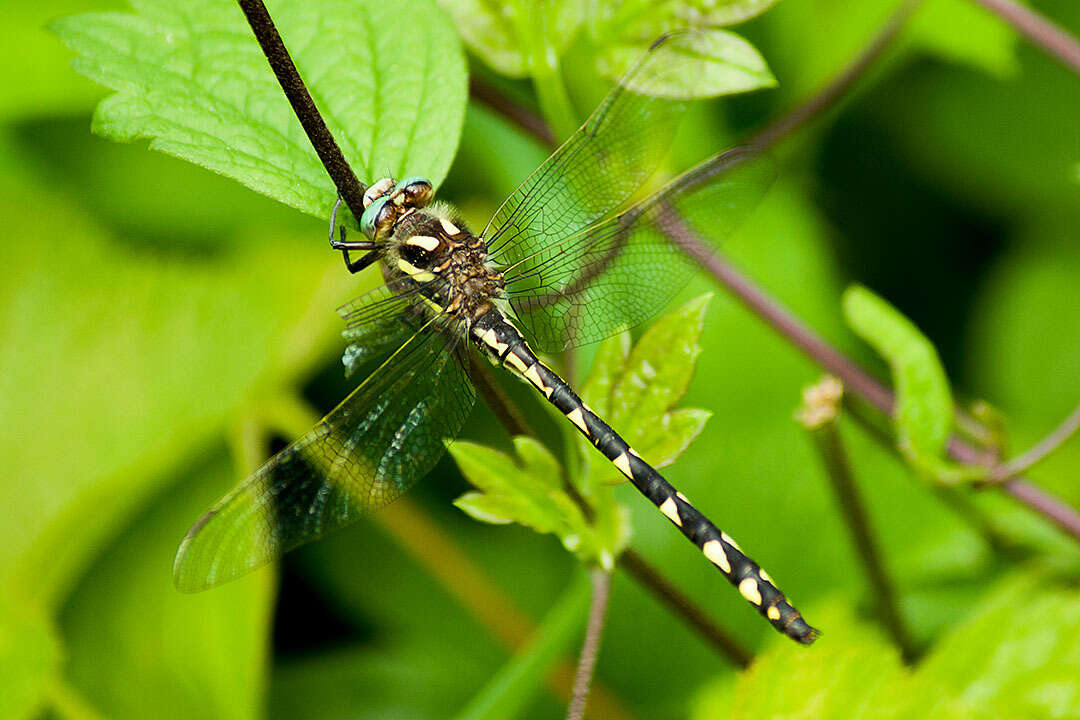 Image of Delta-spotted Spiketail