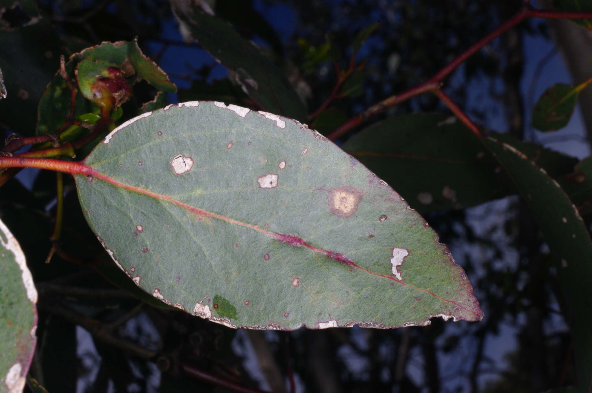 Слика од Eucalyptus behriana F. Müll.