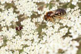 Image of Lasioglossum laevigatum (Kirby 1802)