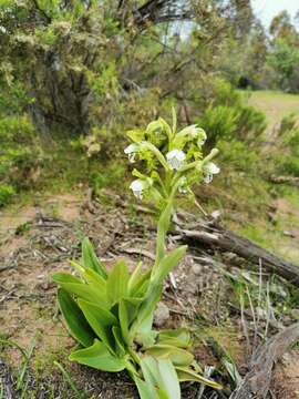 Bipinnula fimbriata (Poepp.) I. M. Johnst. resmi