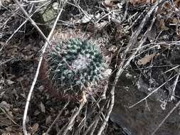 Imagem de Mammillaria polythele Mart.