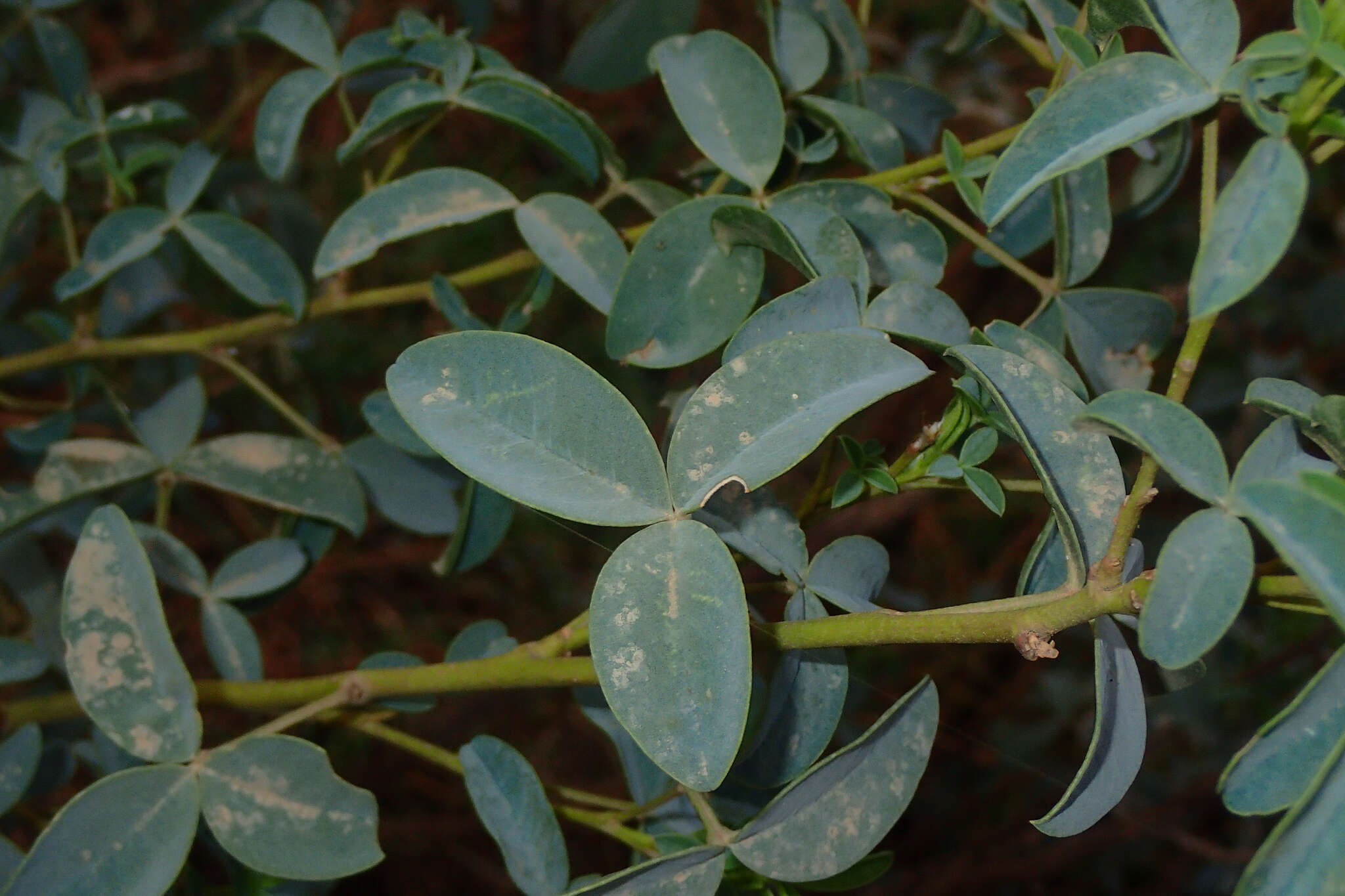 Слика од Adenocarpus anagyrifolius Coss. & Balansa