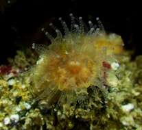 Image of Aggregating Cup Coral