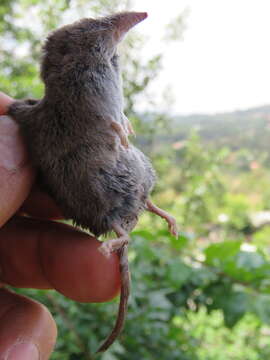 Image of Chestnut-bellied Shrew