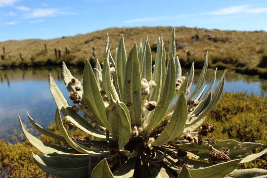 Image of Espeletia brachyaxiantha Diaz-Piedrahita