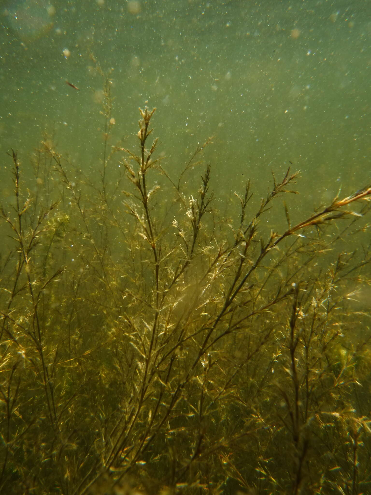 Image of Slender Naiad