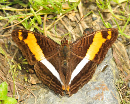 Image of Adelpha boeotia