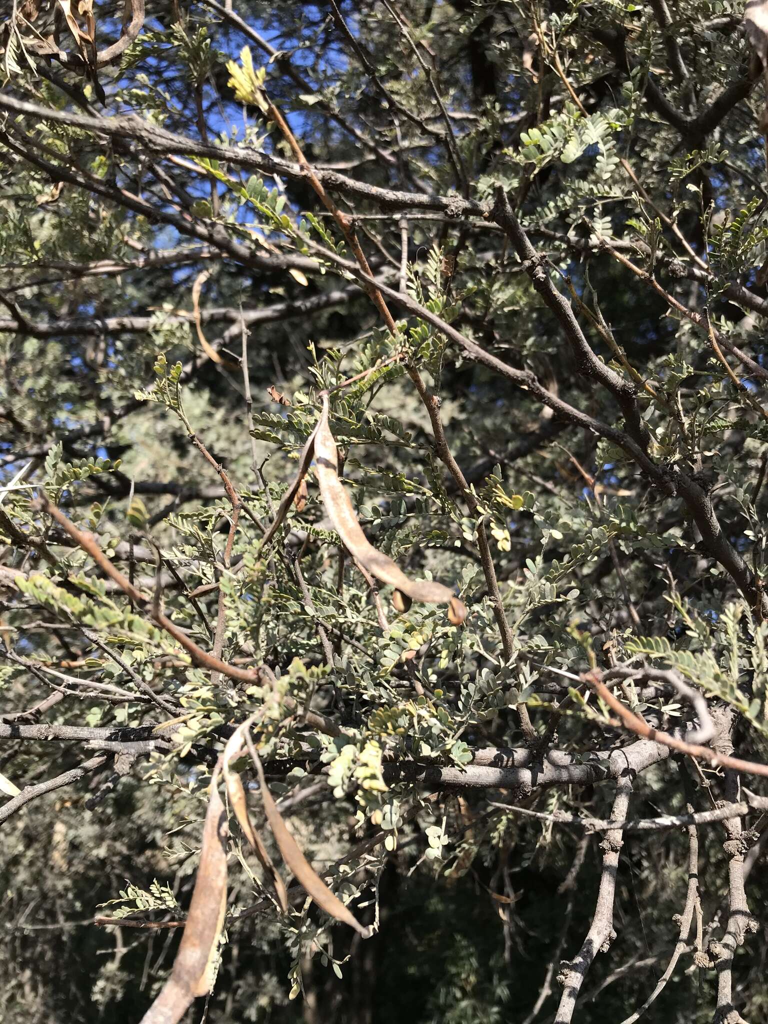 Imagem de Vachellia robusta (Burch.) Kyal. & Boatwr.